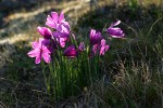 Dense clump of Grass Widows, backlit