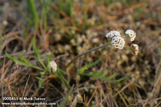 Lomatium piperi