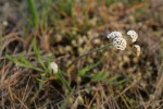 Piper's Desert Parsley (Salt-and-pepper)