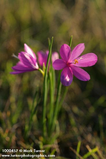 Olsynium douglasii