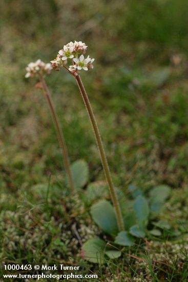 Saxifraga occidentalis