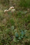 Western Saxifrage