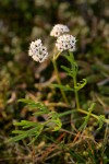 Piper's Desert Parsley (Salt-and-pepper)