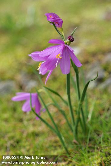 Olsynium douglasii