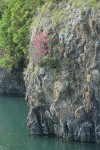 Red-flowering Currant on cliff above salt water