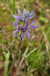 Common Camas