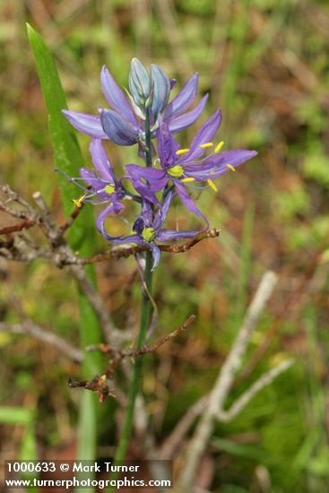 Camassia quamash