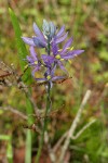 Common Camas