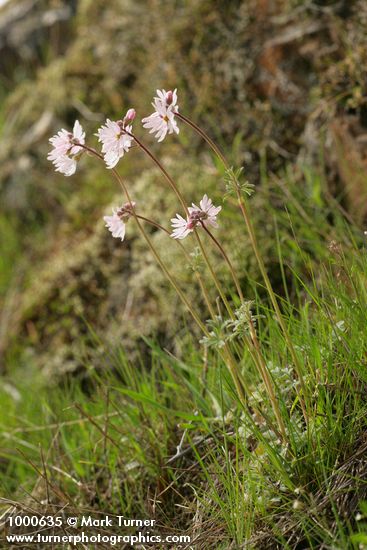 Lithophragma parviflorum