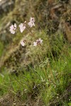 Small-flowered Prairie Stars