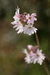 Small-flowered Prairie Star blossomss