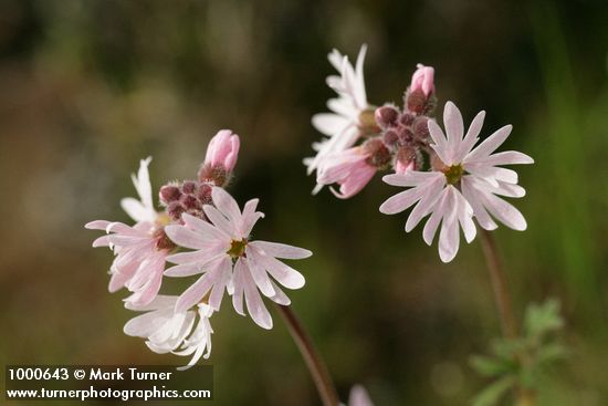 Lithophragma parviflorum