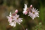 Small-flowered Prairie Star blossomss