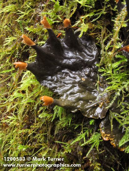 Peltigera membranacea; Isothecium myosuroides