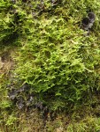 Douglas' Neckera Moss on Red Alder trunk