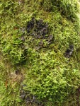 Douglas' Neckera Moss on Red Alder trunk