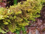 Tree Ruffle Liverwort Liverwort (male)