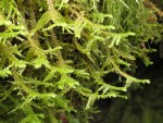 Menzies' Metaneckera Moss