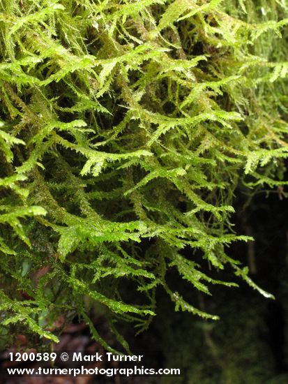 Metaneckera menziesii