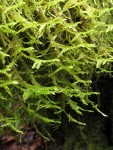 Menzies' Metaneckera Moss