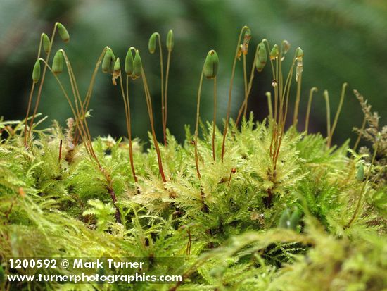Leucolepis acanthoneuron