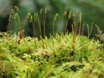 Menzies' Tree Moss (female)