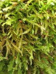 Moss (on concrete bridge abutment)