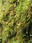 Menzies' Tree Moss capsules & branches at base (on concrete bridge abutment)