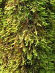 Menzies' Metaneckera Moss (on concrete bridge abutment)