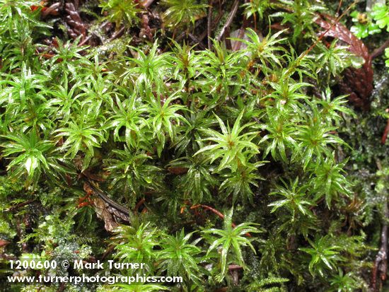 Atrichum selwynii