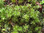 Selwyn's Atrichum Moss (on rotting log)