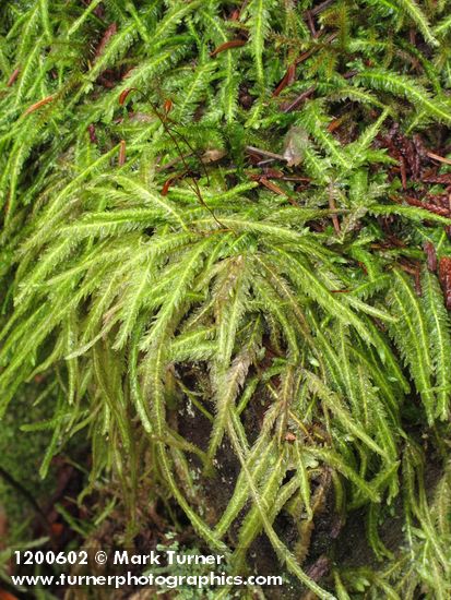 Plagiothecium undulatum