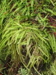 Wavy-leaved Cotton Moss (Worm Moss) on rotting stump