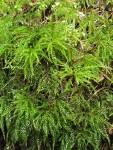 Menzies' Tree Moss female gametophyte, sporophytes & young gametophytes (at top rear) on rotting stump