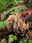 Grey Coral Fungus