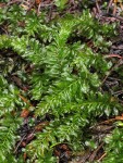 Badge Moss (on rotting log)