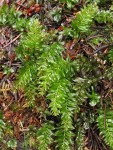 Badge Moss (on rotting log)