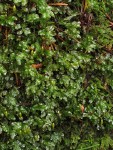 Fan Moss (on rotting log)