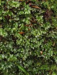 Fan Moss (on rotting log)