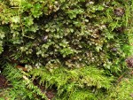 Fan Moss (on rotting log)