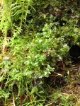 Fan Moss (on ground)