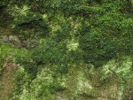 Mosses, liverworts & lichens (on granite erratic boulder)