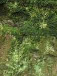 Mosses, liverworts & lichens (on granite erratic boulder)