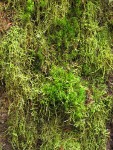 Curly Heron's Bill Moss surrounded by Diaper Moss