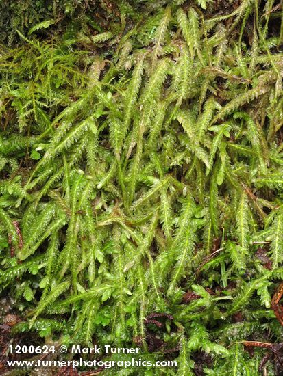 Plagiothecium undulatum