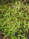 Wavy-leaved Cotton Moss (Worm Moss)  (on rotting stump)