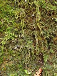 Coiled-leaf Moss (on rotting stump)