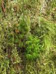 Curly Heron's Bill Moss surrounded by Diaper Moss (on rotting stump)