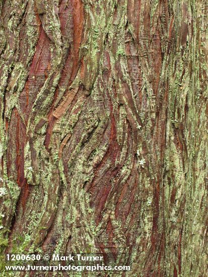 Lepraria incana; Thuja plicata