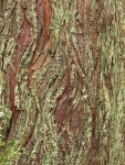 Dust Lichen on Western Redcedar bark